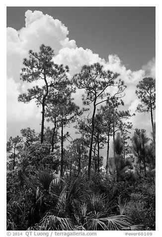 Pines and summer clouds. Everglades National Park (black and white)