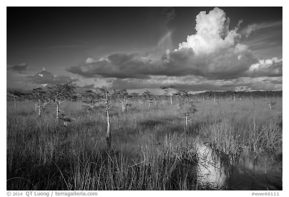 Dwarf Cypress and summer clouds. Everglades National Park (black and white)