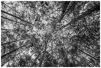 Looking up cypress dome. Everglades National Park ( black and white)