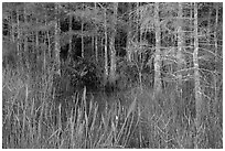 Cypress in summer. Everglades National Park ( black and white)
