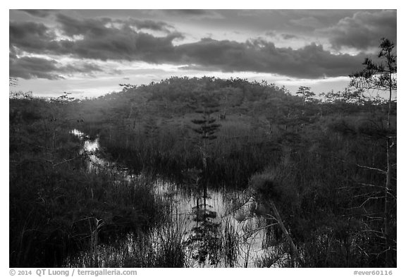 Cypress dome, summer sunset. Everglades National Park (black and white)