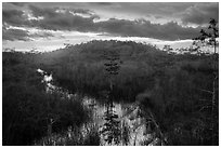 Cypress dome, summer sunset. Everglades National Park ( black and white)