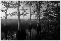Cypress at edge of dome, summer sunrise. Everglades National Park ( black and white)