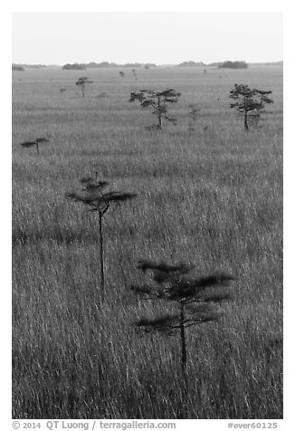 Cypress and freshwater prairie at sunrise. Everglades National Park (black and white)