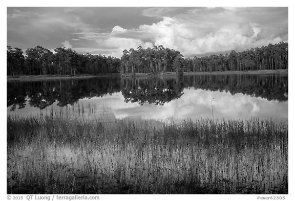 Lake, Long Pine Key. Everglades National Park (black and white)