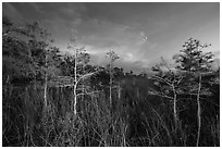 Dwarf cypress at dusk, Pa-hay-okee. Everglades National Park ( black and white)