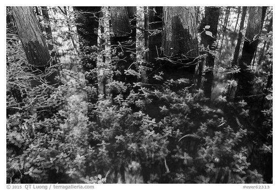 Bacopa and cypress trees. Everglades National Park (black and white)