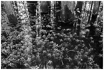 Bacopa and cypress trees. Everglades National Park ( black and white)