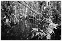 Ferns in cypress dome. Everglades National Park ( black and white)