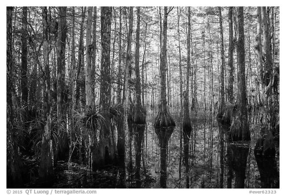 Cypress dome in late afternoon. Everglades National Park (black and white)