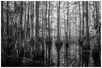 Cypress dome in late afternoon. Everglades National Park ( black and white)