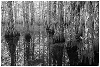 Cypress dome in summer. Everglades National Park ( black and white)