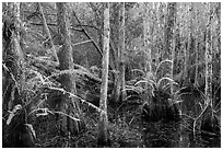Cypress dome and ferns. Everglades National Park ( black and white)