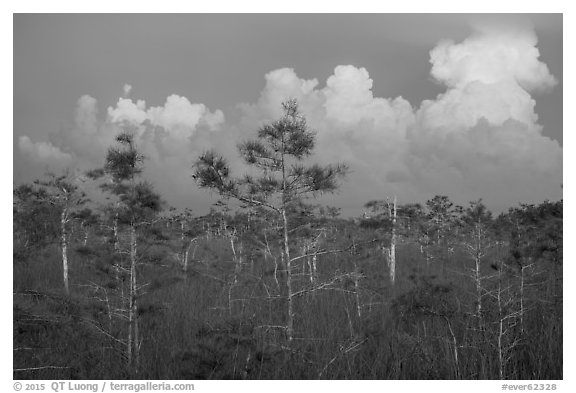 Cypress and clouds at sunset. Everglades National Park (black and white)