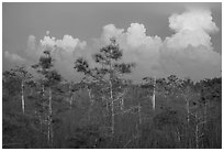 Cypress and clouds at sunset. Everglades National Park ( black and white)
