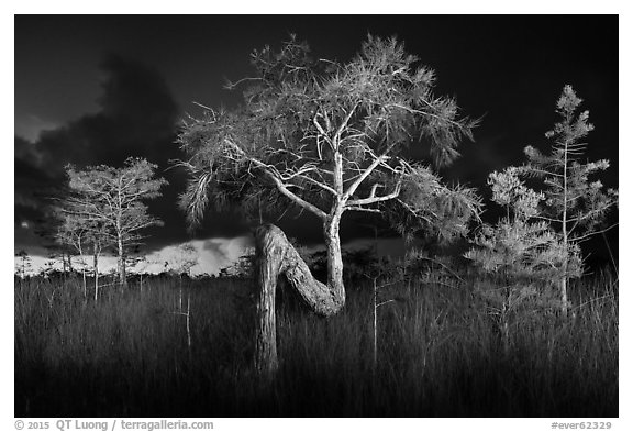 Z tree and cypress at night. Everglades National Park (black and white)