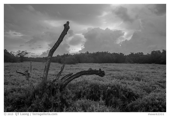 Saltwort and tree skeleton at sunrise. Everglades National Park (black and white)