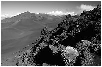 Silversword in Haleakala crater, Sliding sands trail. Haleakala National Park ( black and white)