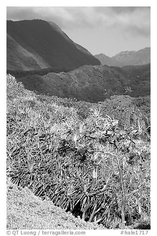 Kipahulu mountains. Haleakala National Park (black and white)