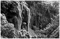 Steep Ohe o gorge walls covered with tropical vegetation, Pipiwai trail. Haleakala National Park ( black and white)