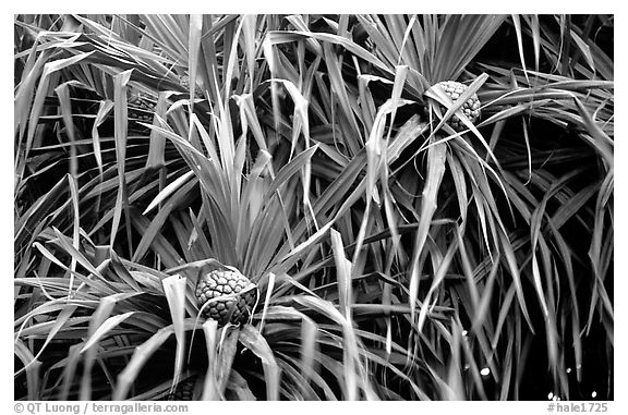 Pineapple-like flowers of Pandanus trees. Haleakala National Park (black and white)
