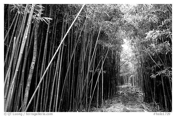 Black and White Picture/Photo: Bamboo forest along Pipiwai trail ...
