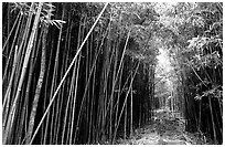 Bamboo forest along Pipiwai trail. Haleakala National Park, Hawaii, USA. (black and white)