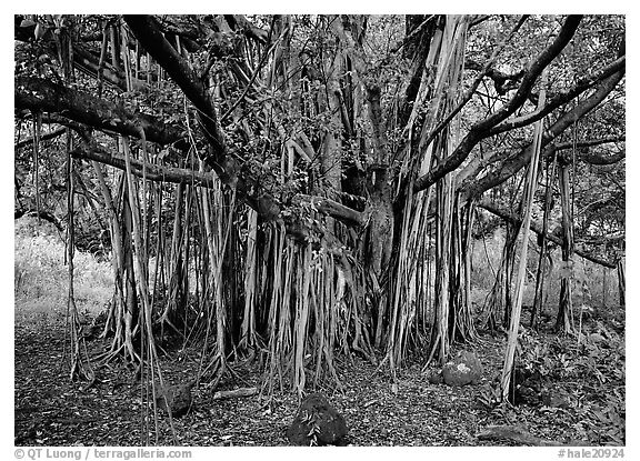 Banyan tree. Haleakala National Park (black and white)