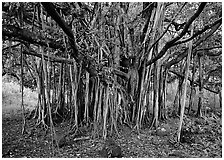 Banyan tree. Haleakala National Park, Hawaii, USA. (black and white)