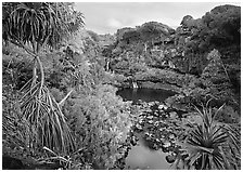 Pandemus trees and some of the seven sacred pools. Haleakala National Park, Hawaii, USA. (black and white)