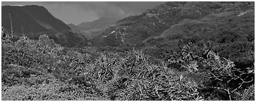 Tropical landscape with luxuriant vegetation on slopes. Haleakala National Park (Panoramic black and white)