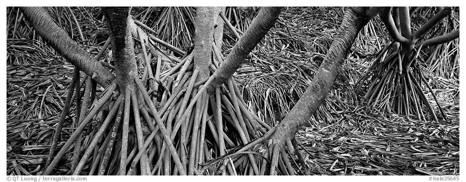 Roots, trunks and fallen leaves of Pandemus trees. Haleakala National Park (black and white)