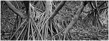Roots, trunks and fallen leaves of Pandemus trees. Haleakala National Park (Panoramic black and white)