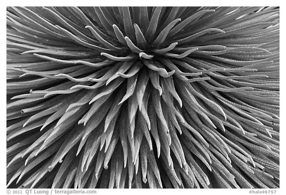 Argyroxiphium sandwicense (Silversword) detail. Haleakala National Park, Hawaii, USA.
