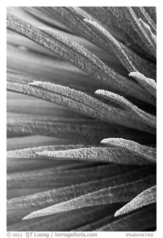 Sword-like succulent leaves of Silversword detail. Haleakala National Park (black and white)