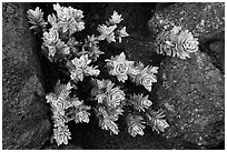 Naenae (Dubautia menziesii). Haleakala National Park, Hawaii, USA. (black and white)