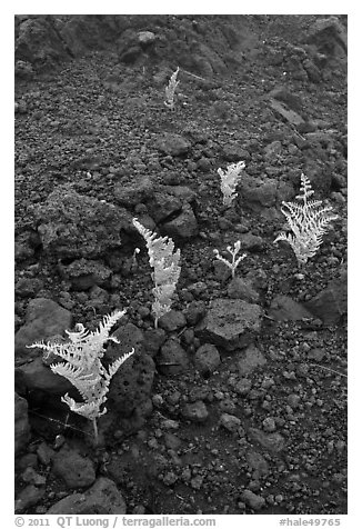 Braken ferns (Pteridium decompositum). Haleakala National Park (black and white)