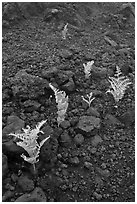 Braken ferns (Pteridium decompositum). Haleakala National Park ( black and white)