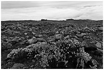 Ohelo berry plants and sea of clouds. Haleakala National Park ( black and white)