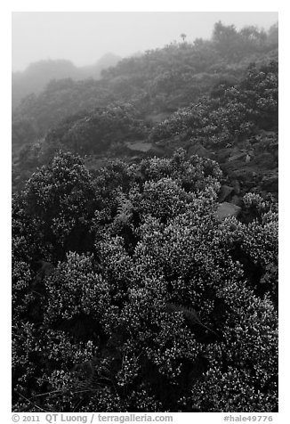 Pukiawe berry plants in fog near Leleiwi overlook. Haleakala National Park, Hawaii, USA.