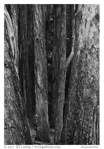 Eucalyptus tree trunks, Hosmer Grove. Haleakala National Park (black and white)