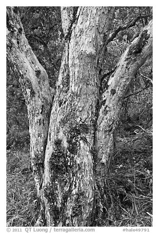 Ohia lehua (Metrosideros polymorpha). Haleakala National Park (black and white)