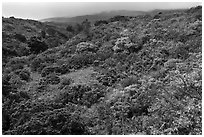 Forested hillside below Haleakala. Haleakala National Park, Hawaii, USA. (black and white)