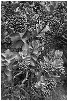 Sandalwood berries. Haleakala National Park ( black and white)