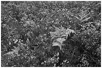 Native ferns and shrubs. Haleakala National Park ( black and white)