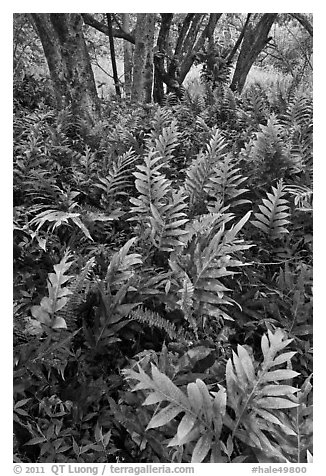Maile-Scented native hawaiian ferns (Lauaa). Haleakala National Park (black and white)