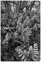 Maile-Scented native hawaiian ferns (Lauaa). Haleakala National Park, Hawaii, USA. (black and white)