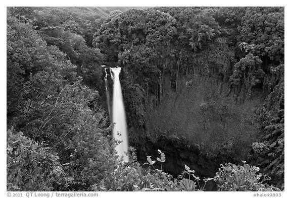 Makahiku falls plunging off a lush, green cliff. Haleakala National Park, Hawaii, USA.