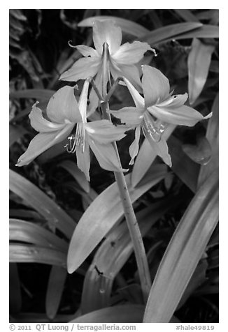 Wild lily. Haleakala National Park (black and white)