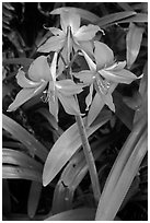 Wild lily. Haleakala National Park ( black and white)